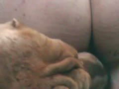 Dog tasting white wife twat